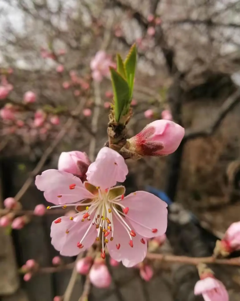 紫叶李花开成海淡粉花路惹人醉