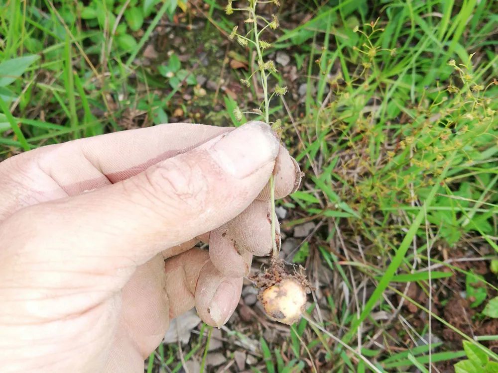 農村一種奇特野草,能捕食蚊蟲吃,根似珍珠,人稱