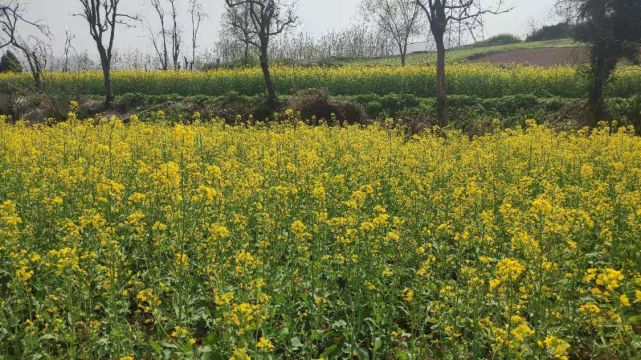 西安向南1小时长安杨庄油菜花开了在秦岭脚下遇见最美油菜花海还有