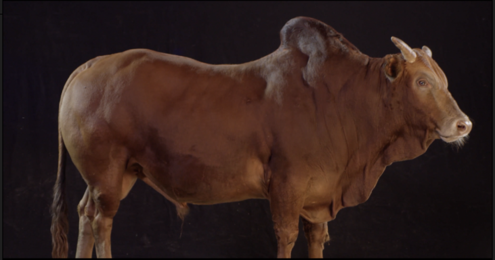 他用奇招在奇特的千年牛身上捞金年销5000多万