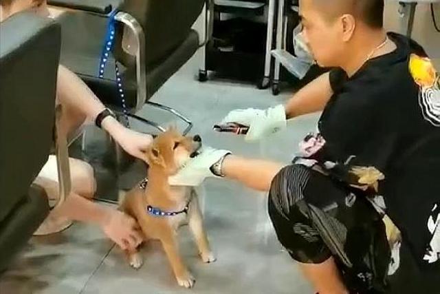 被拔牙柴犬已找到 未伤牙床 换牙后有望长出新牙 腾讯新闻