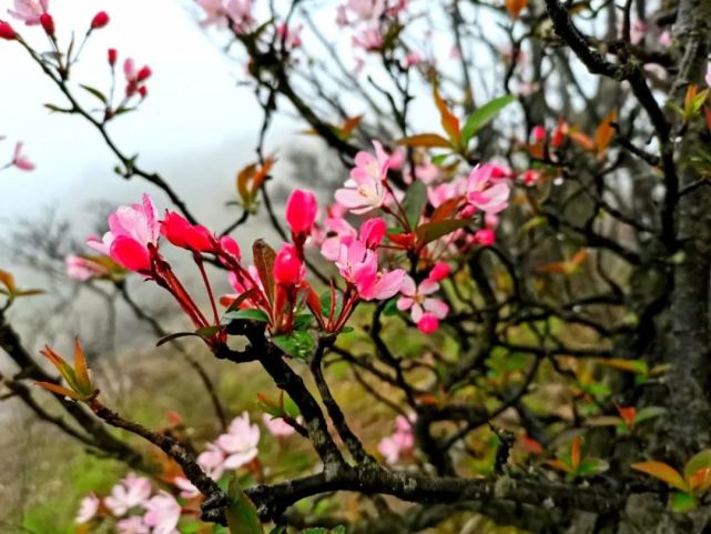 神韵安化梅王寨上山花开漫山遍野等君来