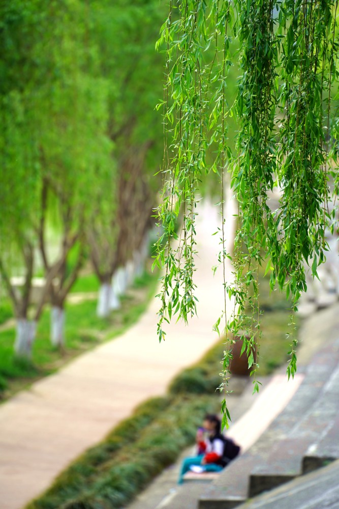 广元城处处彰显着春天的勃勃生机,嫩绿的杨柳树上的枝叶在空中轻轻