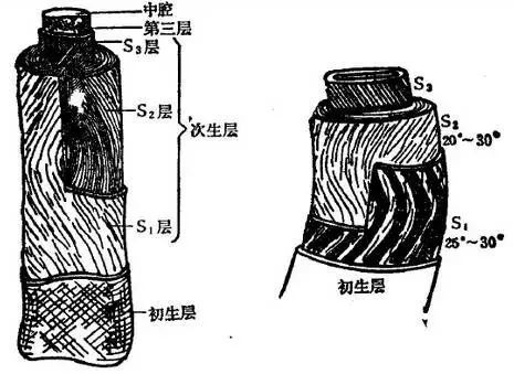 木棉花解剖结构图图片图片