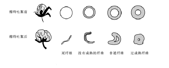 木棉花的结构示意图图片