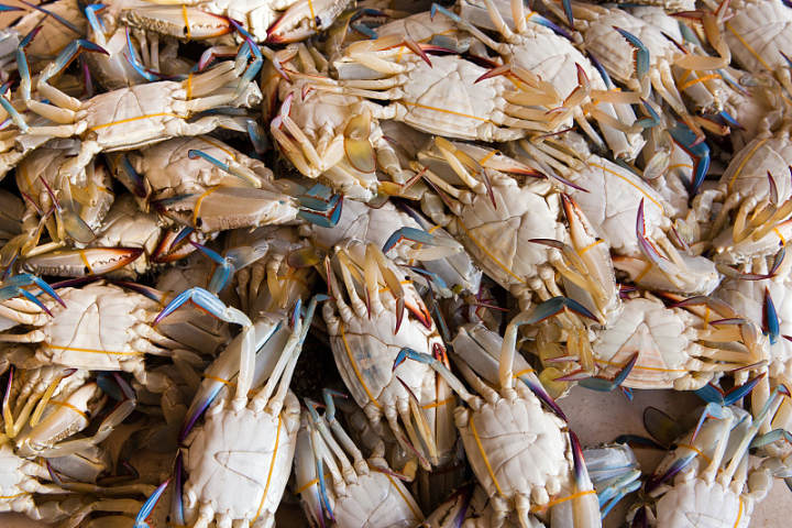 嵊泗:抱卵梭子蟹明起禁捕禁售