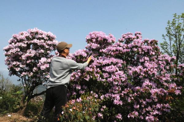 衡山数千亩高山野生鹿角杜鹃竞相绽放