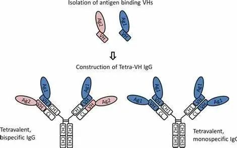 阿斯利康疫苗有效性降低3印度现双重变异病毒新冠一周研究进展