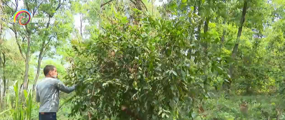 雷公菜是一道以尾球树嫩芽,嫩花为原料的季节性特色野生菜品,每年春季