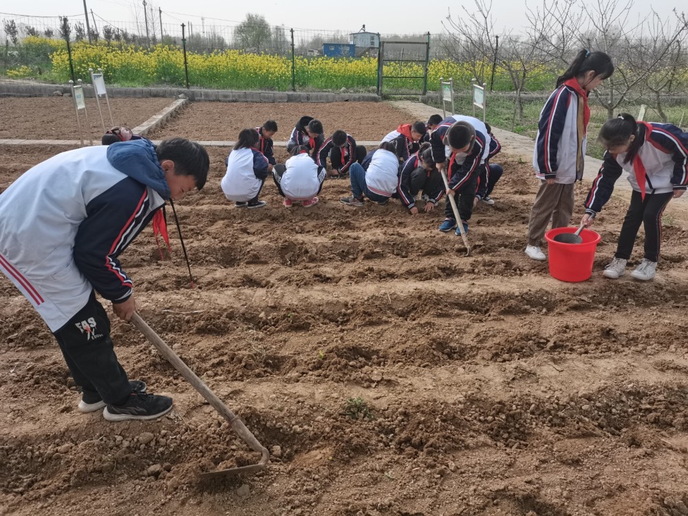 小学实行划片包区到每个班级,一垄一垄菜地整齐划一,学生自主种植管理