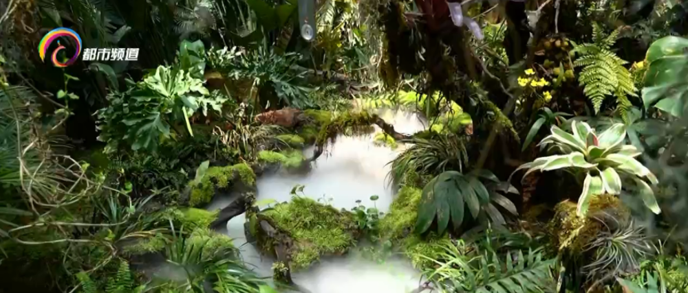 昆明当红景点斗南细品室内的热带雨林