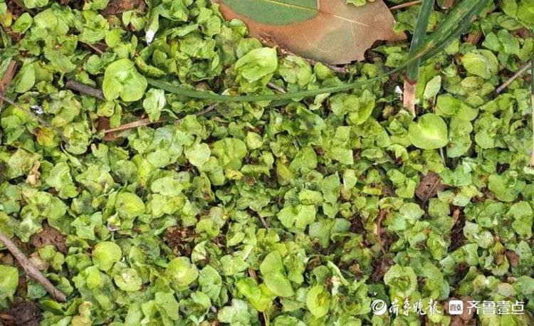 记得小时吃过的榆钱饭吗济南榆钱儿飘落如雪