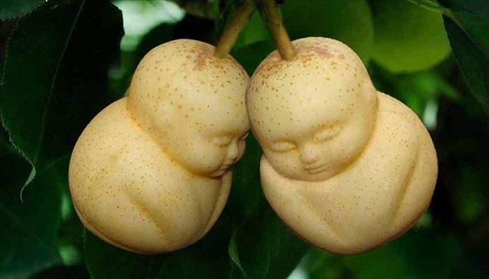 泰国独特的"女人果":果实外表和人体构造相同,网友:傻子才买