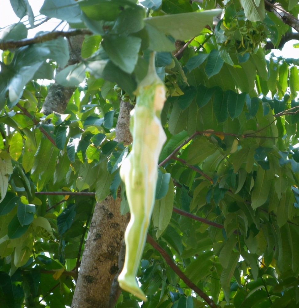 泰国独特的"女人果":果实外表和人体构造相同,网友:傻子才买