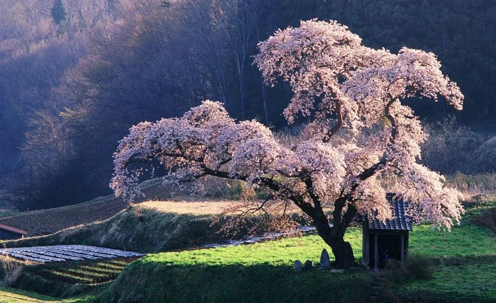 而日本著名俳句诗人小林一茶,一句"樱花树之下,没有陌路人"更是拉进了