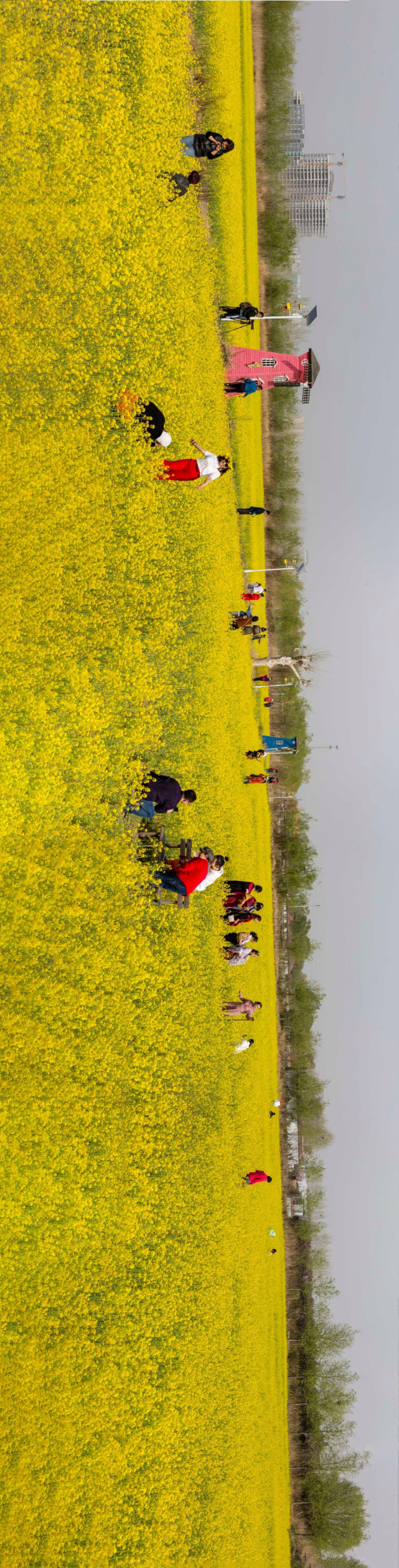 济南槐荫区吴家堡街道七里铺村的油菜花开,自成一景,市民纷纷前往打卡