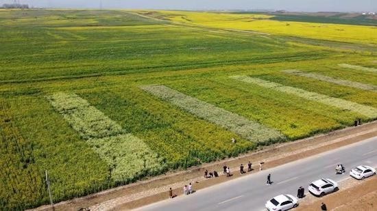 南陽鄧州市十林鎮油菜花文旅喜迎八方賓朋