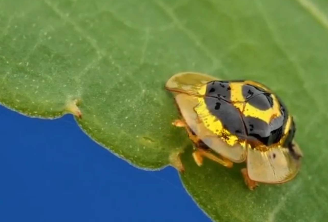 有一种动物,体内自带24k金,堪称现实版的"满身尽带黄金甲"!