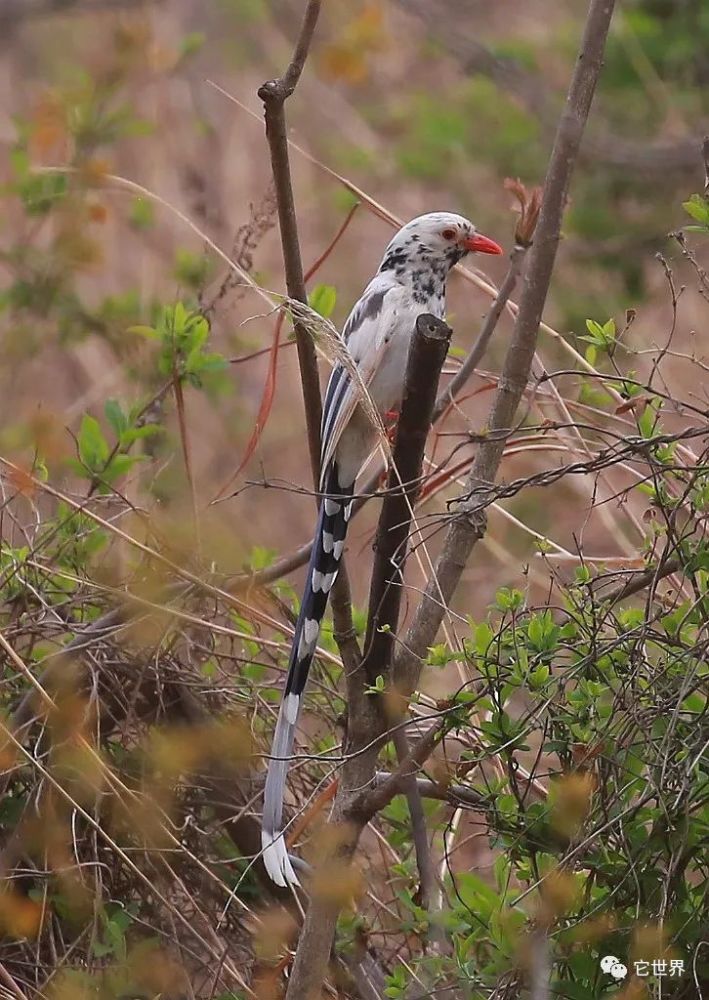 摄友在长安区意外拍到白化红嘴蓝鹊