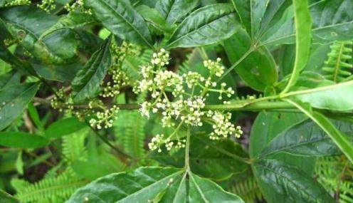 这种树木名叫"三叉苦",可能大家听到这个称呼会感觉比较陌生,但说到"