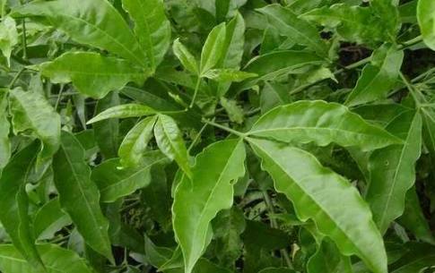 农村这种树,曾被农民砍去当柴火烧,如今一斤提取物卖70元