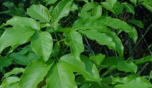 在合适的自然条件下,最高能长到20米,枝叶和树皮有类似柑橘叶的清香