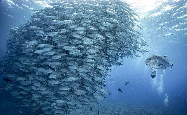 海里的鱼种类 数量如此之多 为什么很少看到死掉的鱼 腾讯新闻