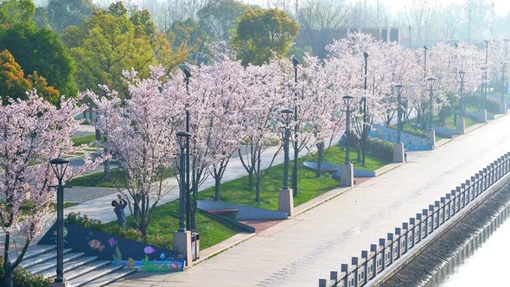 这个春天我在奉贤赏樱你可有来过