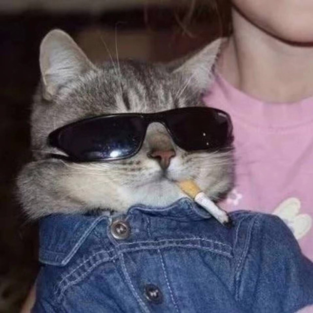 酷酷的猫咪头像来喽