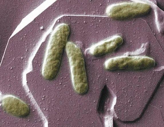 这可称得上世界上最小的发电机了.