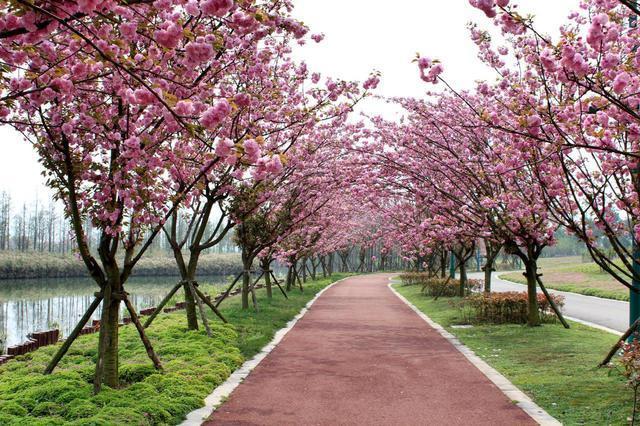 成都樱花观赏地图片