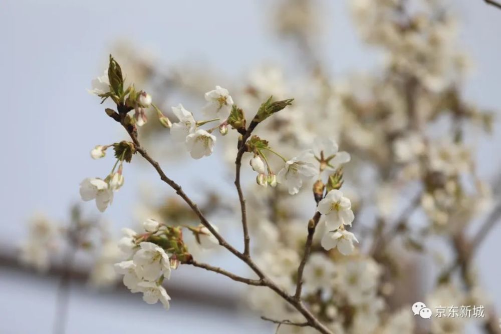 大厂千亩樱花竞相绽放,赶快约起来!