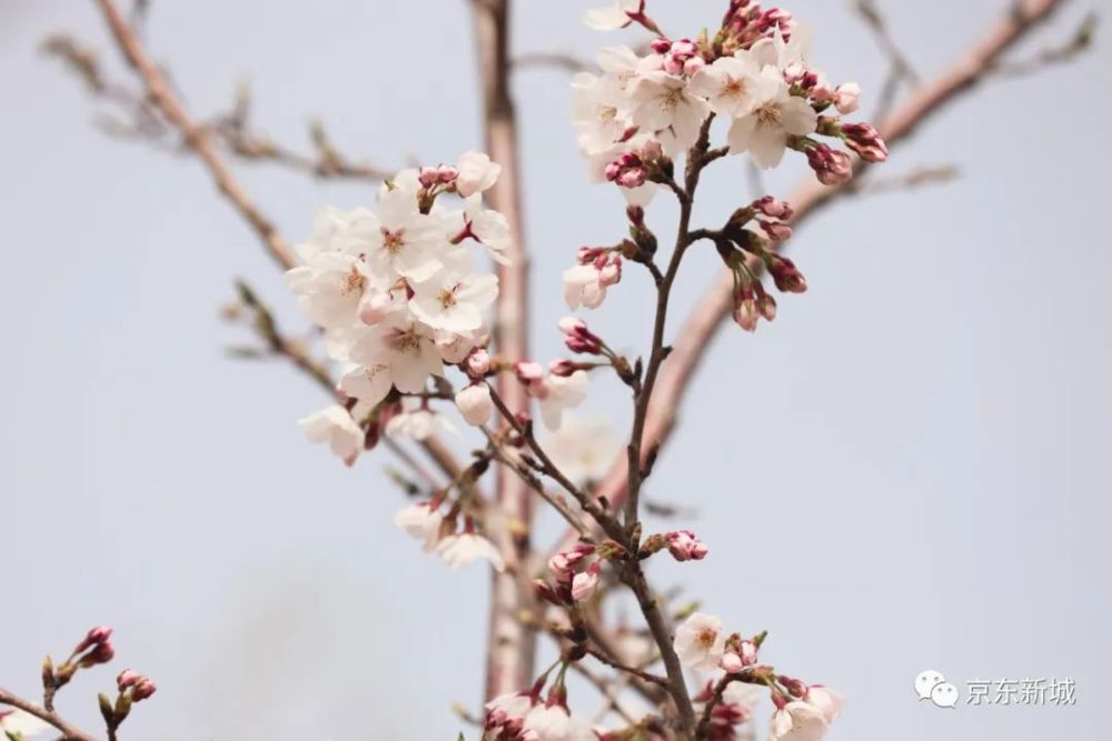 大厂千亩樱花竞相绽放,赶快约起来!