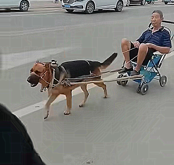 大爷坐在婴儿车里让狗狗拉出去散步汪喘着粗气太让人心疼了