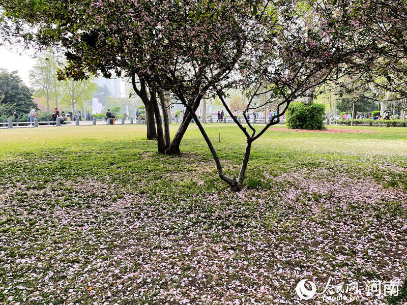 散落一地的花瓣,也别有一番浪漫.人民网 姜果摄