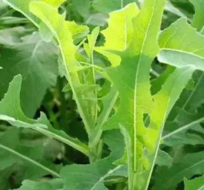 保定春萌芽野菜发是时候咬一口春天了