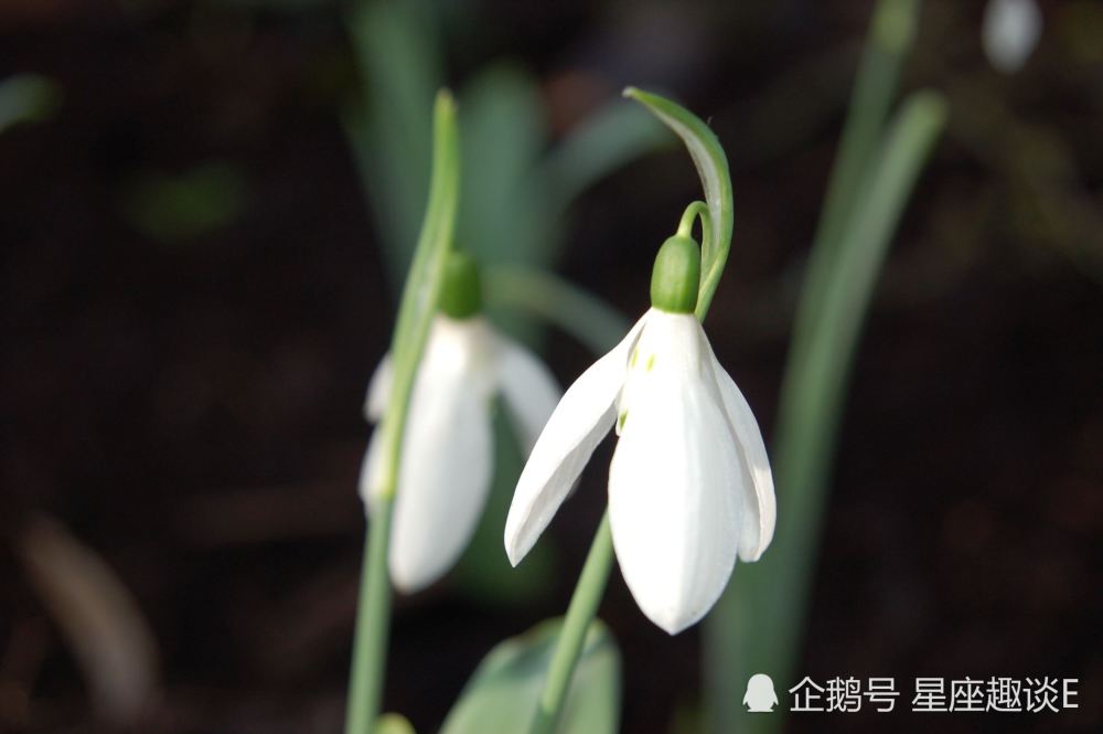 4月1日星座运势 双子深思熟虑 天秤提升实力 水瓶贵人相助 腾讯新闻