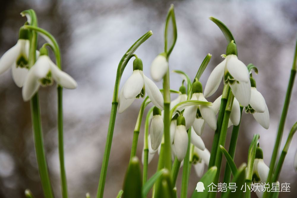 4月1日爱情运势 桃花蔓延 一世深情的四大星座 腾讯新闻