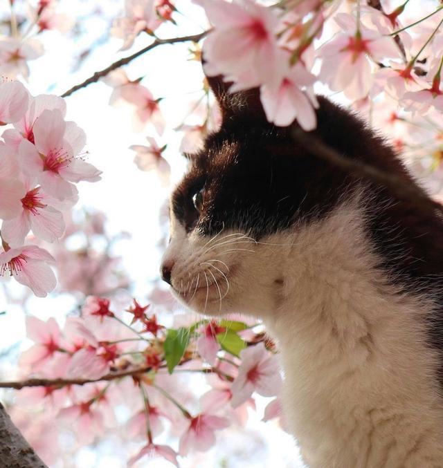 春天天气渐暖,樱花树下的猫咪,萌萌哒_腾讯新闻