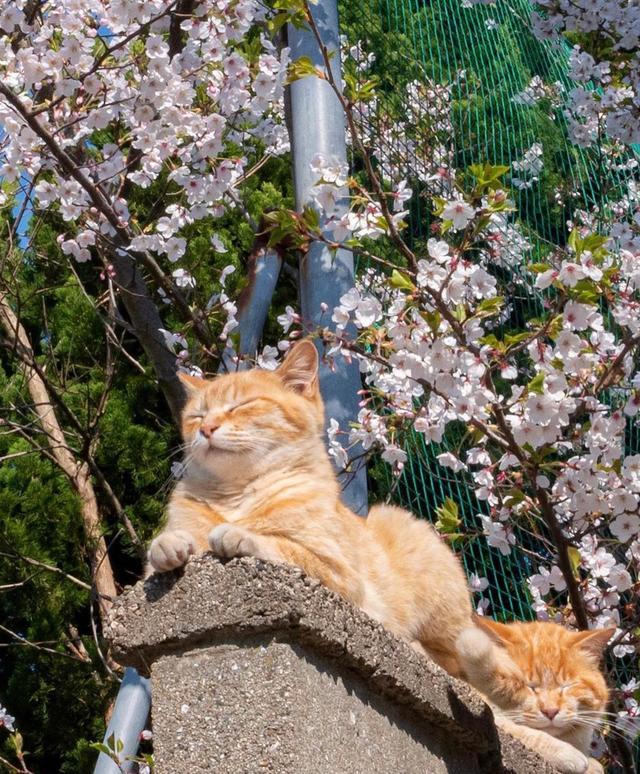春天天气渐暖樱花树下的猫咪萌萌哒