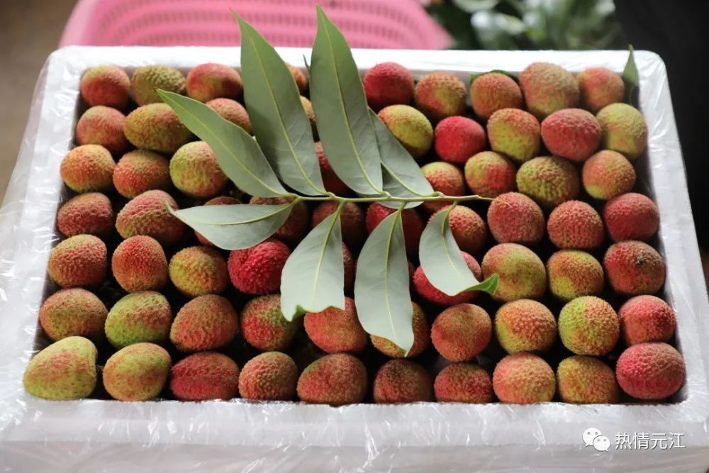 吃荔枝喽元江三月红上市啦