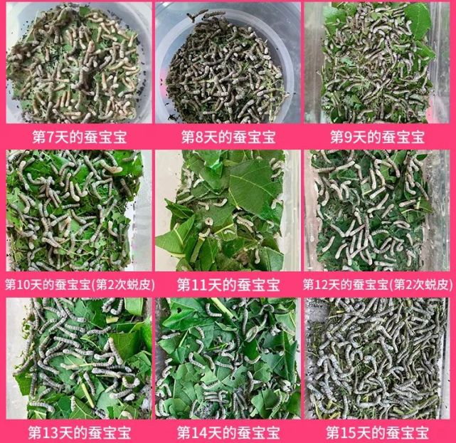【收藏】怎么分辨蚕龄?各龄蚕需要吃多少桑叶?(多图展示)