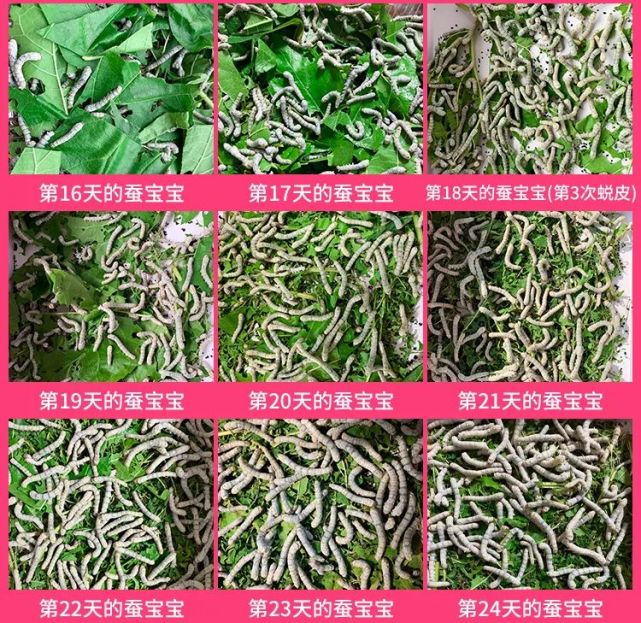 各龄蚕需要吃多少桑叶?(多图展示)