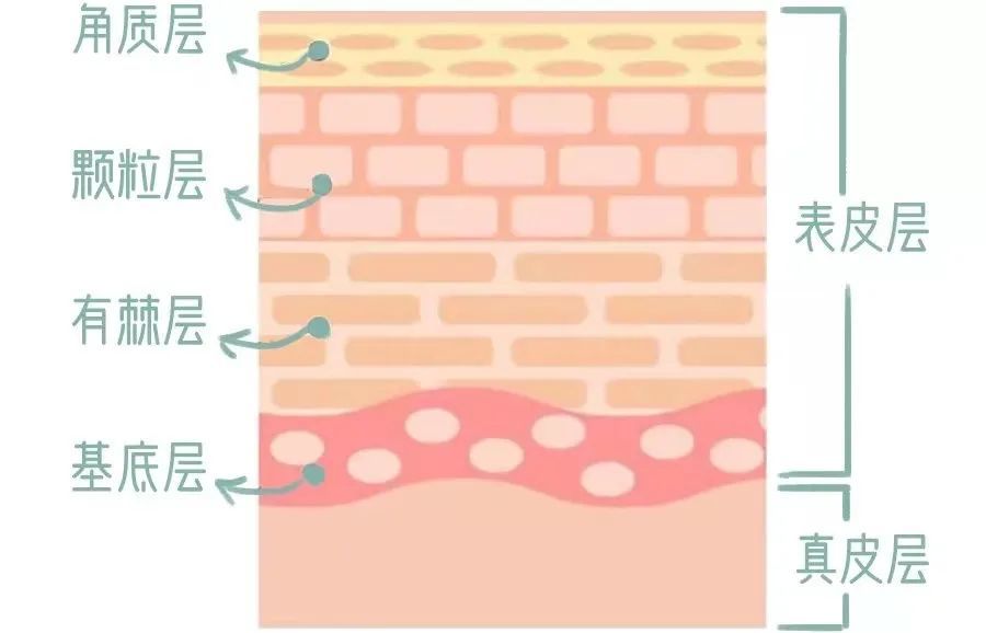 我们的脸部皮肤,主要由表皮层,真皮层,皮下组织三部分组成.