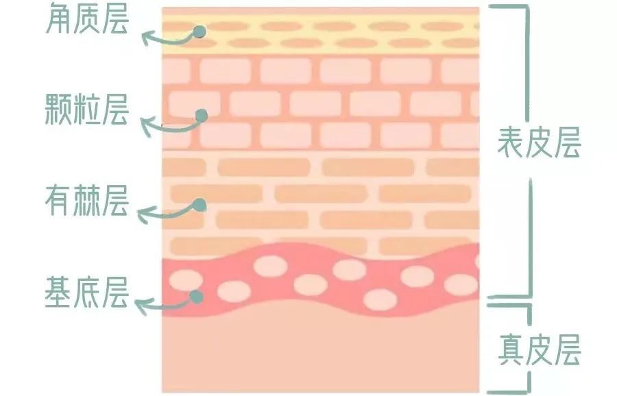 面部皮肤皮层结构图图片