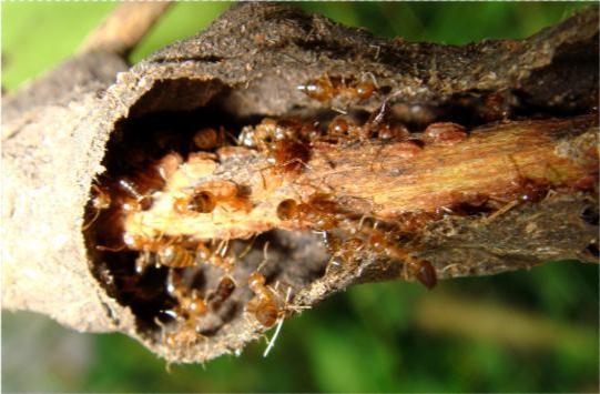 17年前广东首次发现如今蔓延到12省红火蚁入侵为何如此凶猛