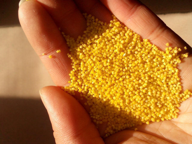 熬小米粥时不要直接放水煮学着这样做米粥香浓米油还多