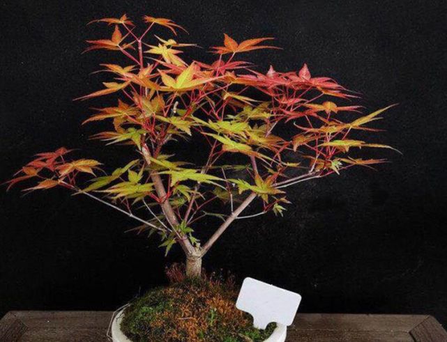 喜欢盆栽就养一盆红枫叶片比花美喜庆又漂亮