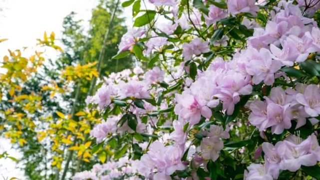 是野生鹿角杜鵑花開得格外引人注目陽明山國家森林公園成了花的海洋