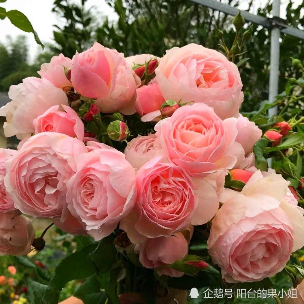 的经典香水,而和它同名的这款月季,是法国戴尔巴德公司于1991年育种